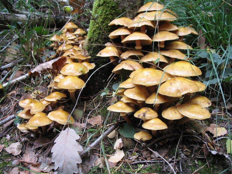 2008 10  Myco avec l 'ANY 16